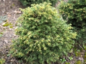 Tsuga canadensis 'Ammerland' 